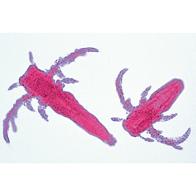 Crustacea - French