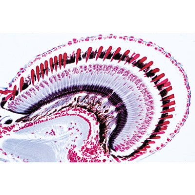 Crustacea - Portuguese Slides