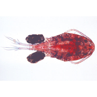 Crustacea - Spanish