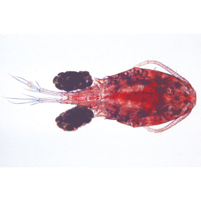 Crustacea - German Slides