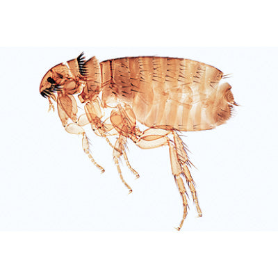 Insect (Insecta) - French