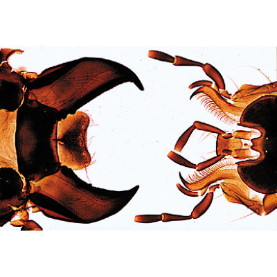 Insect (Insecta) - French
