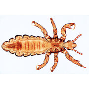 Insect (Insecta) - Portugiesisch