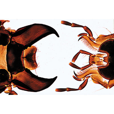 Insect (Insecta) - Portugiesisch