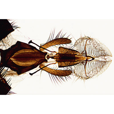 Insect (Insecta) - Spanish