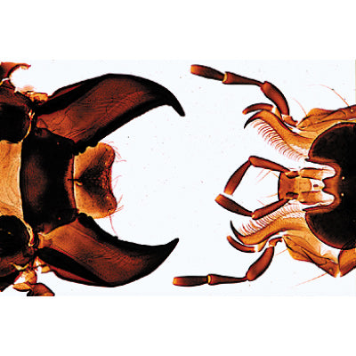 Insect (Insecta) - German Slides