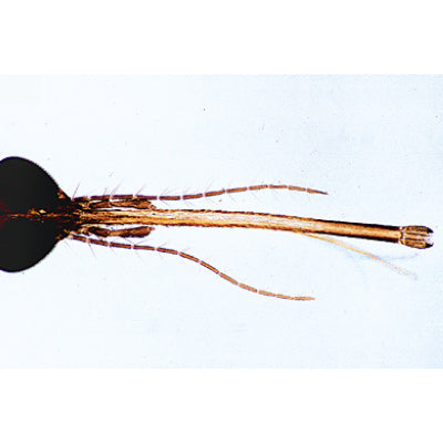 Insect (Insecta) - German Slides