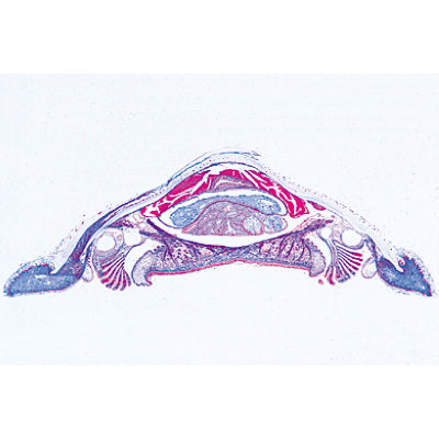 Mollusca - Portuguese Slides