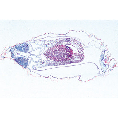 Mollusca - Portuguese Slides