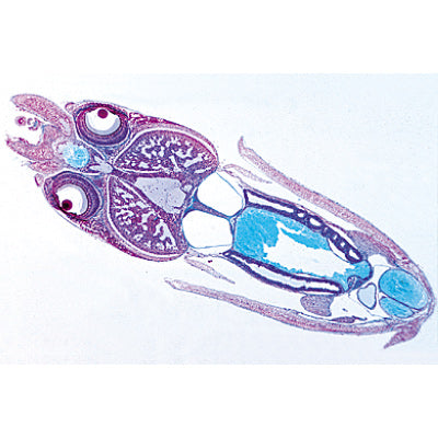 Mollusca - German Slides