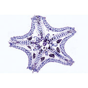 Echinodermata, Bryozoa and Brachiopoda - French