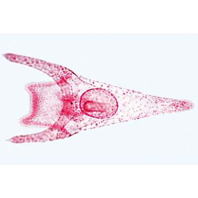 Echinodermata, Bryozoa and Brachiopoda - French