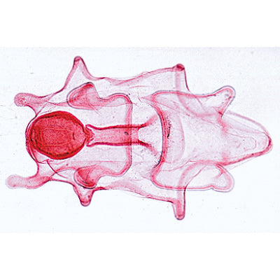 Echinodermata, Bryozoa and Brachiopoda - French