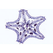 Echinodermata, Bryozoa and Brachiopoda - Spanish