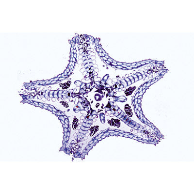 Echinodermata, Bryozoa and Brachiopoda - Spanish