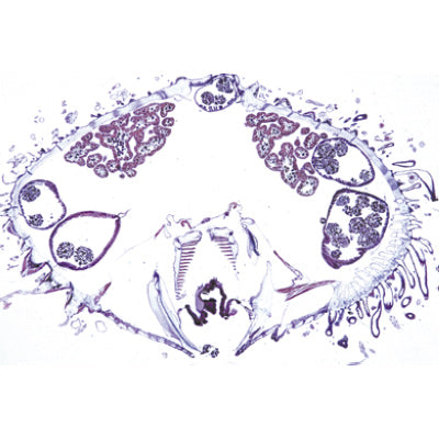 Echinodermata, Bryozoa and Brachiopoda - Spanish