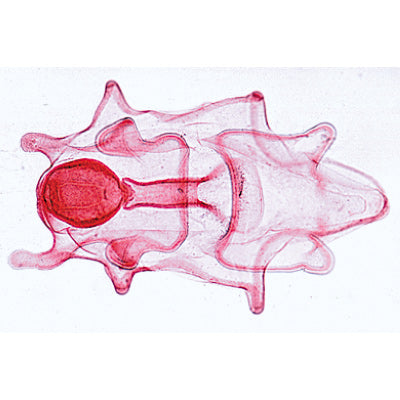 Echinodermata, Bryozoa and Brachiopoda - Spanish