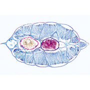 Cephalochordata (Acrania) - French