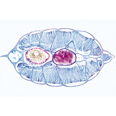 Cephalochordata (Acrania) - French