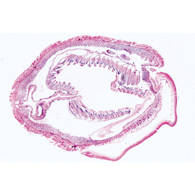 Cephalochordata (Acrania) - French