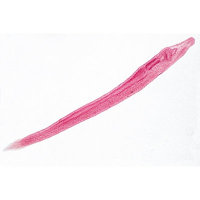 Cephalochordata (Acrania) - French