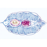 Cephalochordata (Acrania) - Portuguese Slides