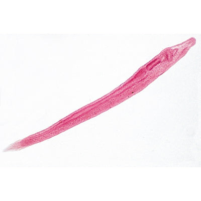 Cephalochordata (Acrania) - Portuguese Slides