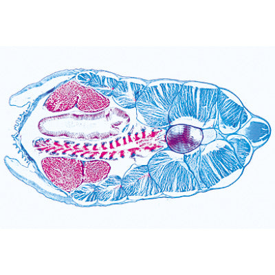 Cephalochordata (Acrania) - Spanish
