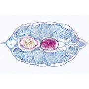 Cephalochordata (Acrania) - German Slides