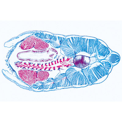 Cephalochordata (Acrania) - German Slides