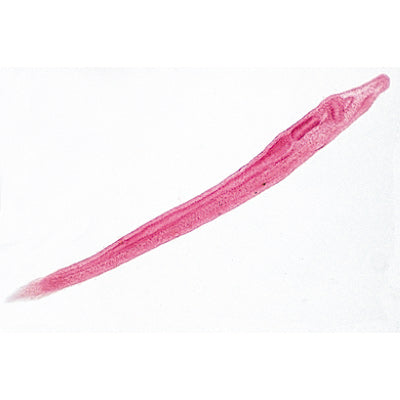 Cephalochordata (Acrania) - German Slides