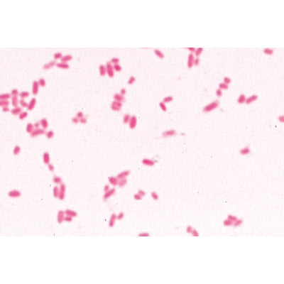 Bacteria, Basic Set - French