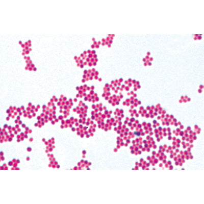Bacteria, Basic Set - French