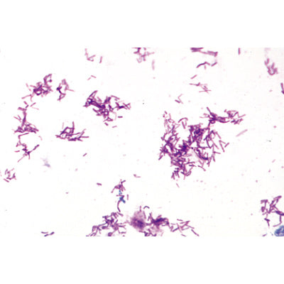 Bacteria, Basic Set - French