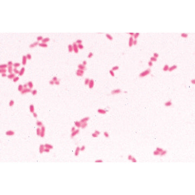 Bacteria, Basic Set - Portuguese Slides