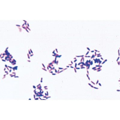 Bacteria, Basic Set - Portuguese Slides