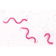 Bacteria, Basic Set - Spanish