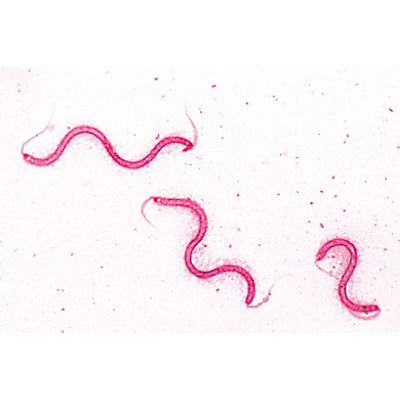 Bacteria, Basic Set - German Slides