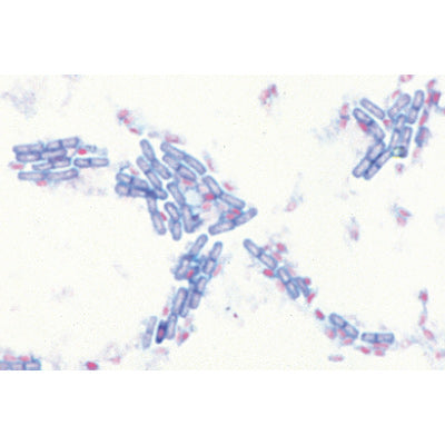 Bacteria, Basic Set - German Slides