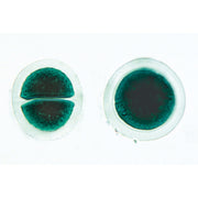 Algae - French