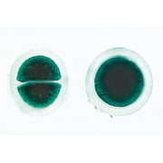 Algae - Portuguese Slides