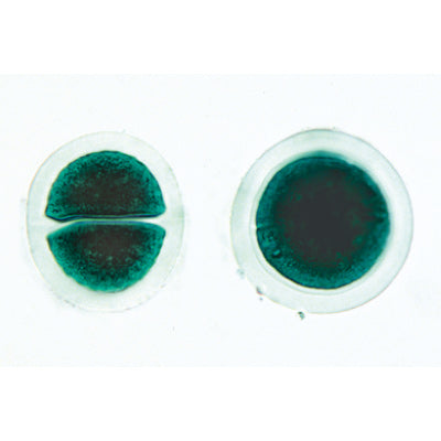 Algae - Portuguese Slides