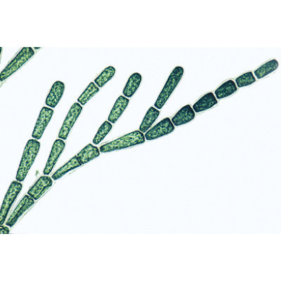 Algae - Portuguese Slides