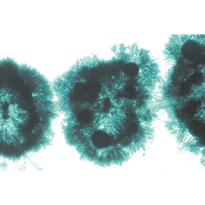 Algae - Portuguese Slides