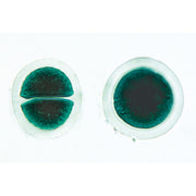 Algae - Spanish