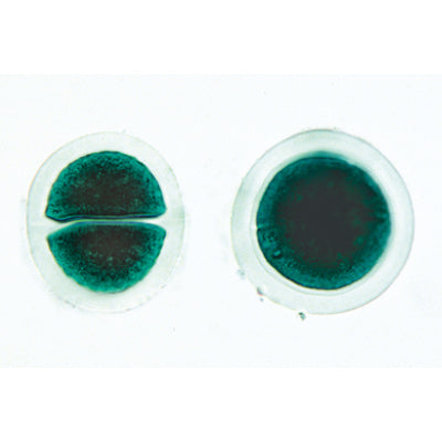 Algae - Spanish