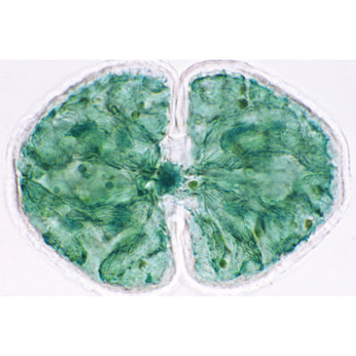 Algae - Spanish