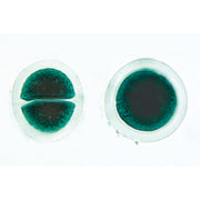 Algae - German Slides