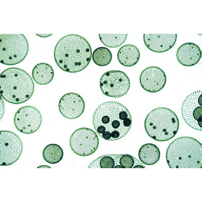 Algae - German Slides