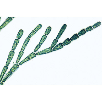 Algae - German Slides
